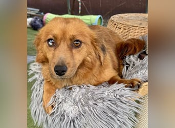 Katzenverträgliche , kleine Zoe