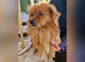 Bailey – kleiner Sonnenschein sucht sein Glück