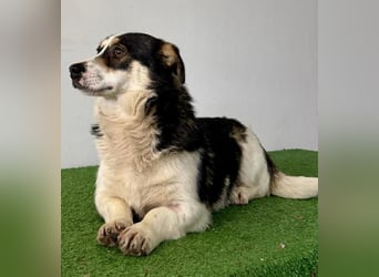 Dankbare, sanfte AIDA