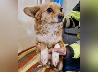 Liebe, kleine Schmusemaus Maya