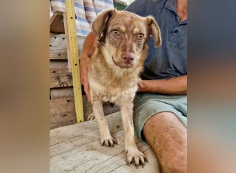 Sanfte Bambi sucht Menschen, die ihre Seele heilen