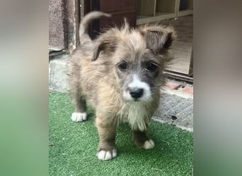 Milly sucht ihr großes Glück