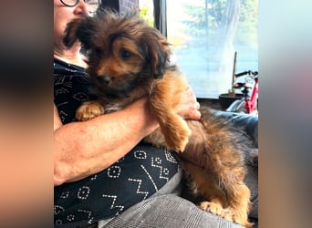 Zuckersüßes Welpenmädchen Elsie - geboren, um zu leben.
