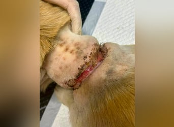 Biene, kleine Kämpferin sucht ihre Familie