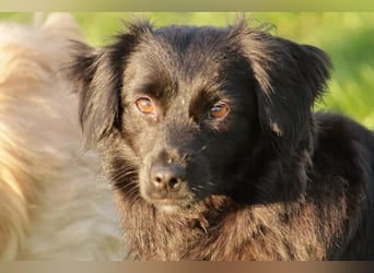 Zartes Mäuschen Ebony sucht ihr Zuhause