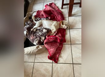 Ulli - entspannter Familienhund zum Verlieben