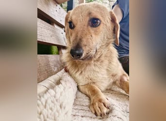 Chaplin – kleiner Hundemann sucht sein großes Glück