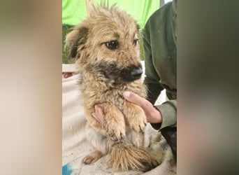 Sanfte kleine Alva sucht ihr Glück