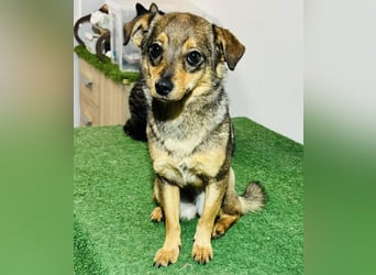 Zartes Hundemädchen Netty