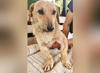 Chaplin – kleiner Hundemann sucht sein großes Glück
