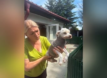 Flöckchen – kleines Hundemädchen sucht ihr Glück