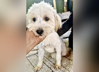 Snoopy – kleiner Gute-Laune-Hund sucht sein Glück
