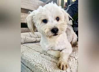 Snoopy – kleiner Gute-Laune-Hund sucht sein Glück