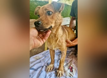 Perry, kleiner Schatz sucht wieder ein Zuhause