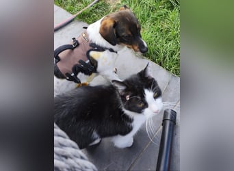 Katzenfreundlicher Welpe Krümel sucht ein aktives Zuhause