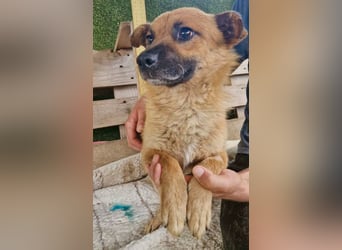 Kleiner Thor sucht sein großes Glück