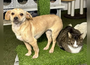 Kleines Hundemädchen Anila