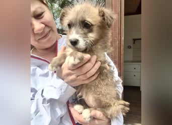 Milly sucht ihr großes Glück