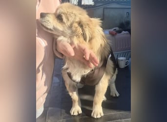 32cm Mini Männlein Janni