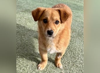 Junghund Milo sucht seine Menschen