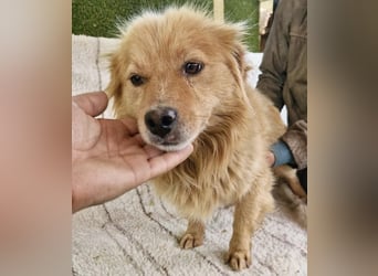 Socke – fröhlicher kleiner Grinsebär sucht sein Glück