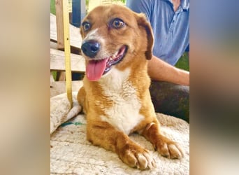 Tapsy, kleines Herz sucht Geborgenheit