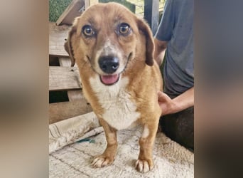 Tapsy, kleines Herz sucht Geborgenheit