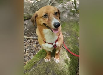 Kuschelmaus Tapsy sucht ihr Glück