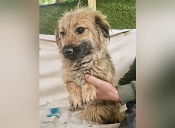 Sanfte kleine Alva sucht ihr Glück