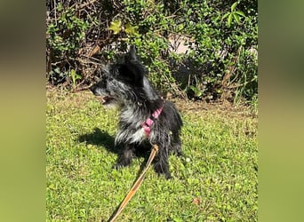 Fröhliche Terrier-Mix-Hündin Finja sucht liebevolles Zuhause