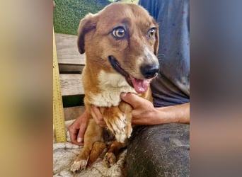 Tapsy, kleines Herz sucht Geborgenheit
