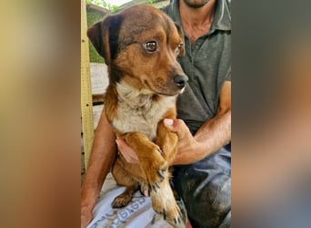 Mogli, kleines Männlein sucht seine Familie