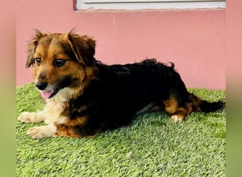 Mini Knutschkugel Kessie