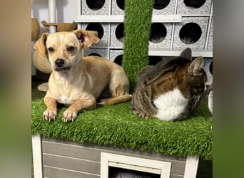 Kleines Hundemädchen Anila