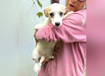 Susi – kleines Welpenmädchen sucht ihr Happy End