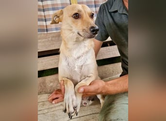 Kleiner Barry sucht ein großes Herz