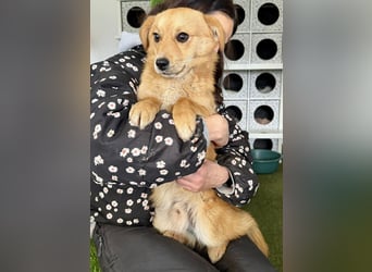 Junghund Milo sucht seine Menschen