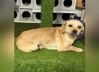 Kleines Hundemädchen Anila