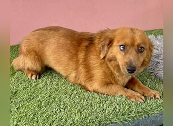 Katzenverträgliche , kleine Zoe