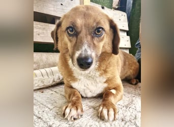 Tapsy, kleines Herz sucht Geborgenheit