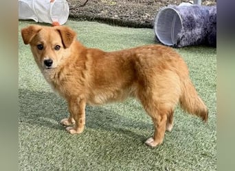 Junghund Milo sucht seine Menschen