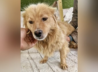 Socke – fröhlicher kleiner Grinsebär sucht sein Glück