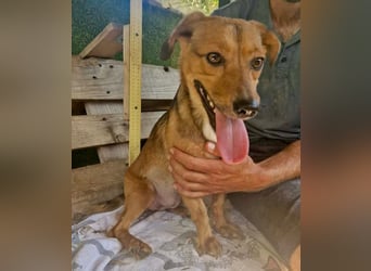Souly, kleine Kämpferin sucht ihr Glück