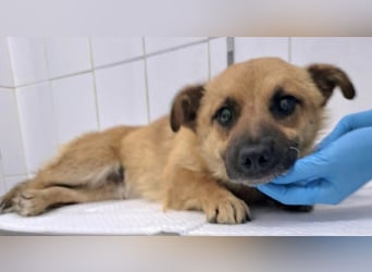 Kleiner Thor sucht sein großes Glück