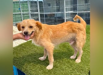 Ares, ein kleines Herz voller Liebe sucht sein Zuhause.