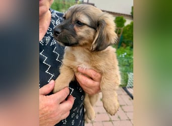 Kleinbleibender Tyler sucht sein großes Glück