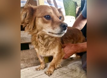 Kleine Leni sucht ein liebevolles Zuhause