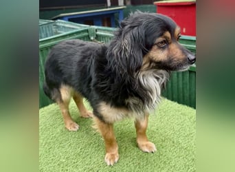 Zuckersüßes Mini Männlein Bailey