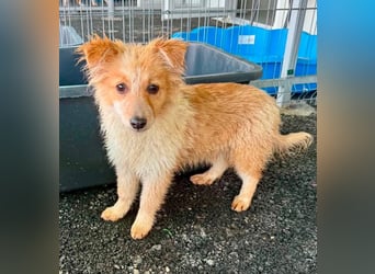 Lani – kleines Hundekind auf der Suche nach Geborgenheit