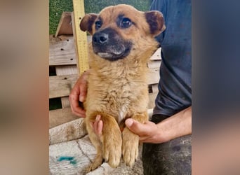 Kleiner Thor sucht sein großes Glück